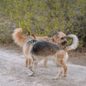 curso de lenguaje canino