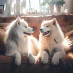 Perros en sofá