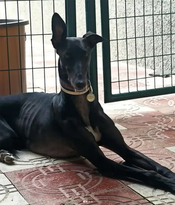 ¿Cómo aprenden los perros?